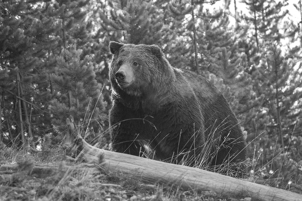 Grizzly Bear, Yellowstone National Park art print by Jim Peaco for $57.95 CAD