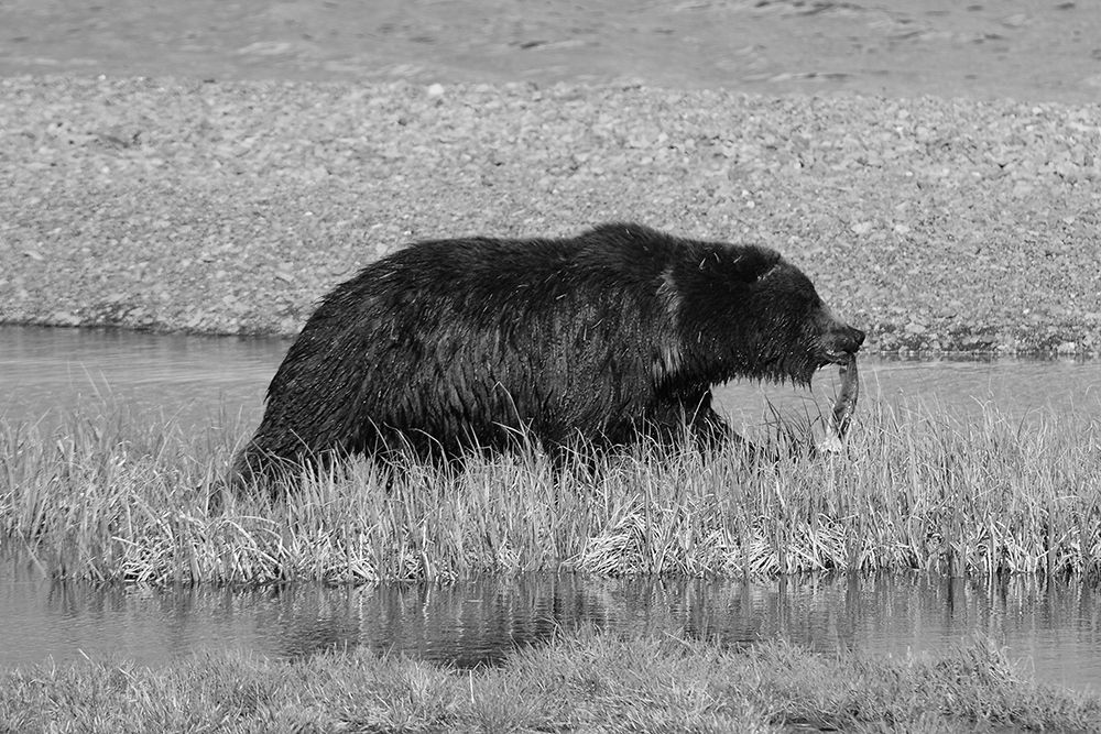 Grizzly Bear at Yellowstone Lake, Yellowstone National Park art print by Dylan Schneider for $57.95 CAD