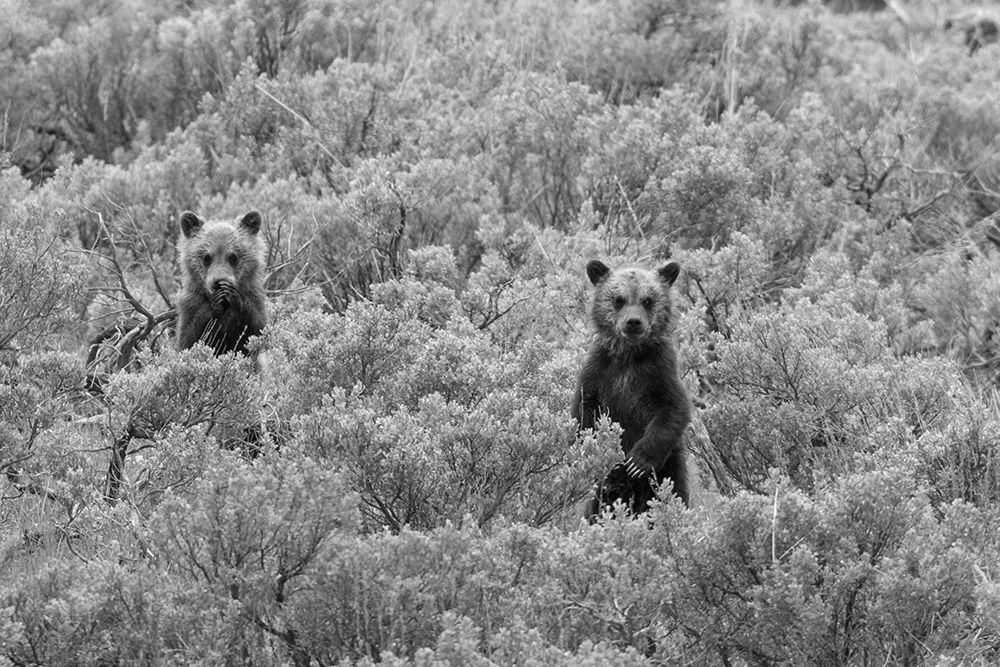 Grizzly Cubs, Yellowstone National Park art print by Jim Peaco for $57.95 CAD