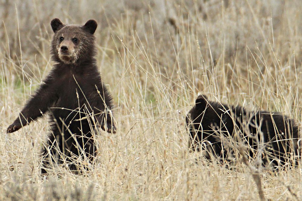 Grizzly Cubs near Fishing Bridge, Yellowstone National Park art print by Jim Peaco for $57.95 CAD