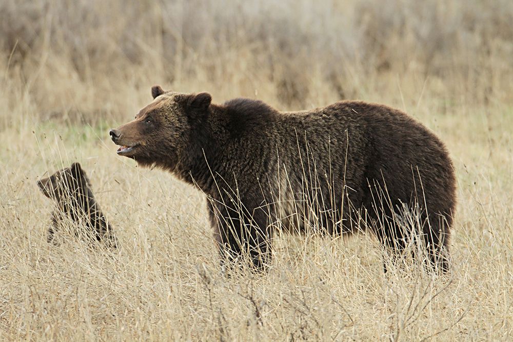 Grizzly Sow and Cub near Fishing Bridge, Yellowstone National Park art print by Jim Peaco for $57.95 CAD