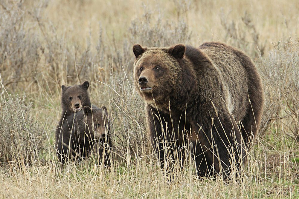 Grizzly Sow and Cubs near Fishing Bridge, Yellowstone National Park art print by Jim Peaco for $57.95 CAD