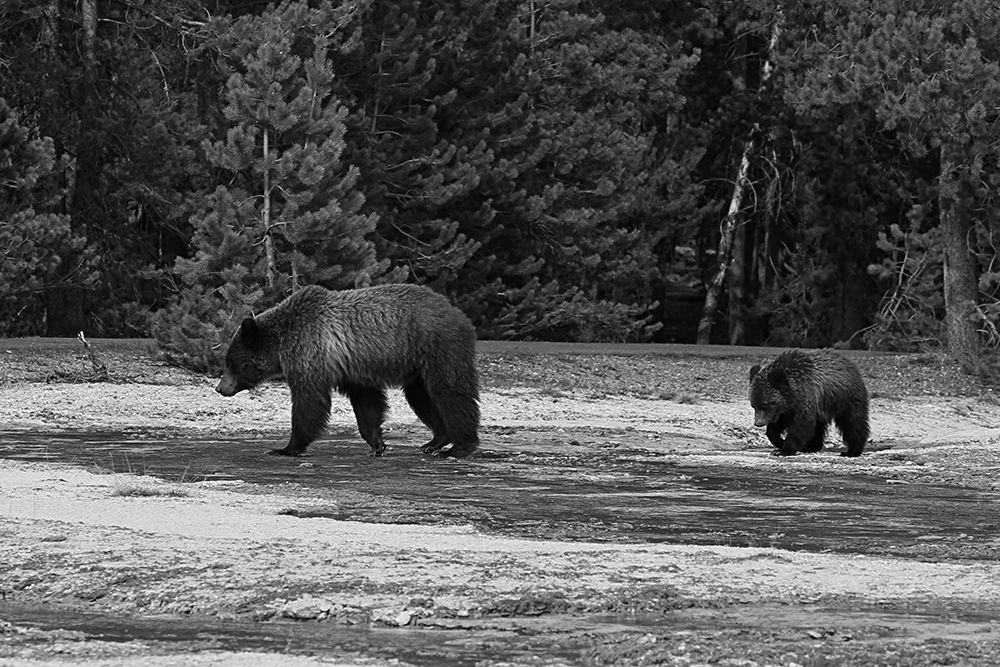 Grizzly Sow and Yearling near Daisy Geyser, Yellowstone National Park art print by Jim Peaco for $57.95 CAD