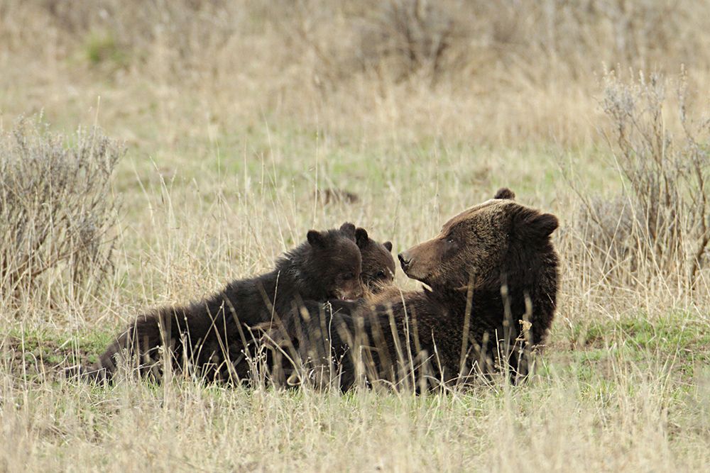 Grizzly Sow Nursing Cubs near Fishing Bridge, Yellowstone National Park art print by Jim Peaco for $57.95 CAD