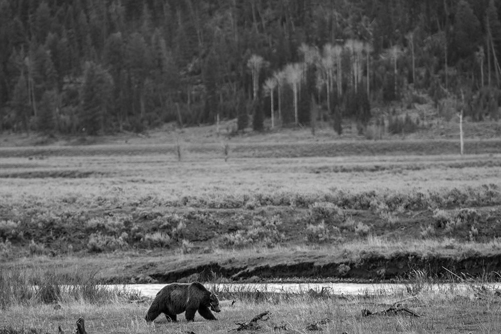 Grizzly, Lamar Valley, Yellowstone National Park art print by The Yellowstone Collection for $57.95 CAD