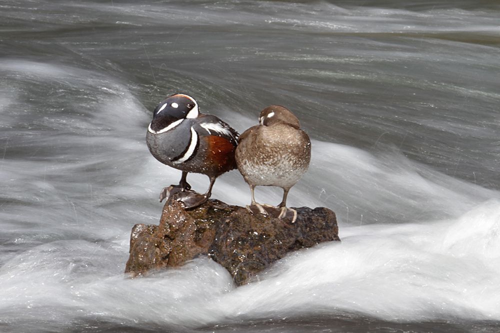 Harlequin Ducks, Yellowstone River, Yellowstone National Park art print by Jim Peaco for $57.95 CAD
