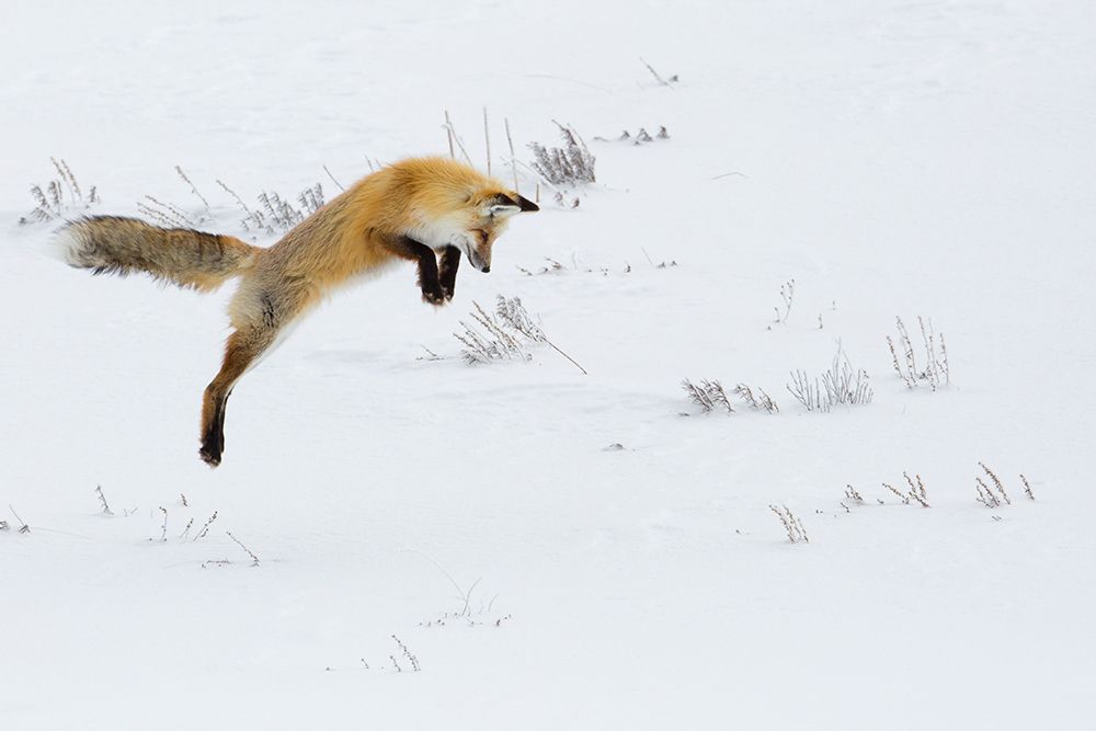 Hunting Fox Leaping, Hayden Valley, Yellowstone National Park art print by The Yellowstone Collection for $57.95 CAD