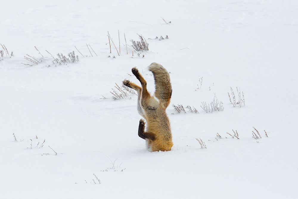 Hunting Fox, Head First, Hayden Valley, Yellowstone National Park art print by The Yellowstone Collection for $57.95 CAD