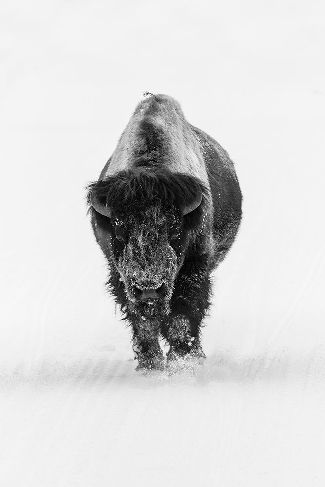 Lone Bull Bison, Yellowstone National Park art print by The Yellowstone Collection for $57.95 CAD