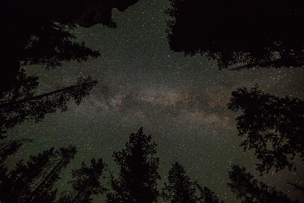 Milky Way and Lodgepole Pines, Yellowstone National Park art print by The Yellowstone Collection for $57.95 CAD