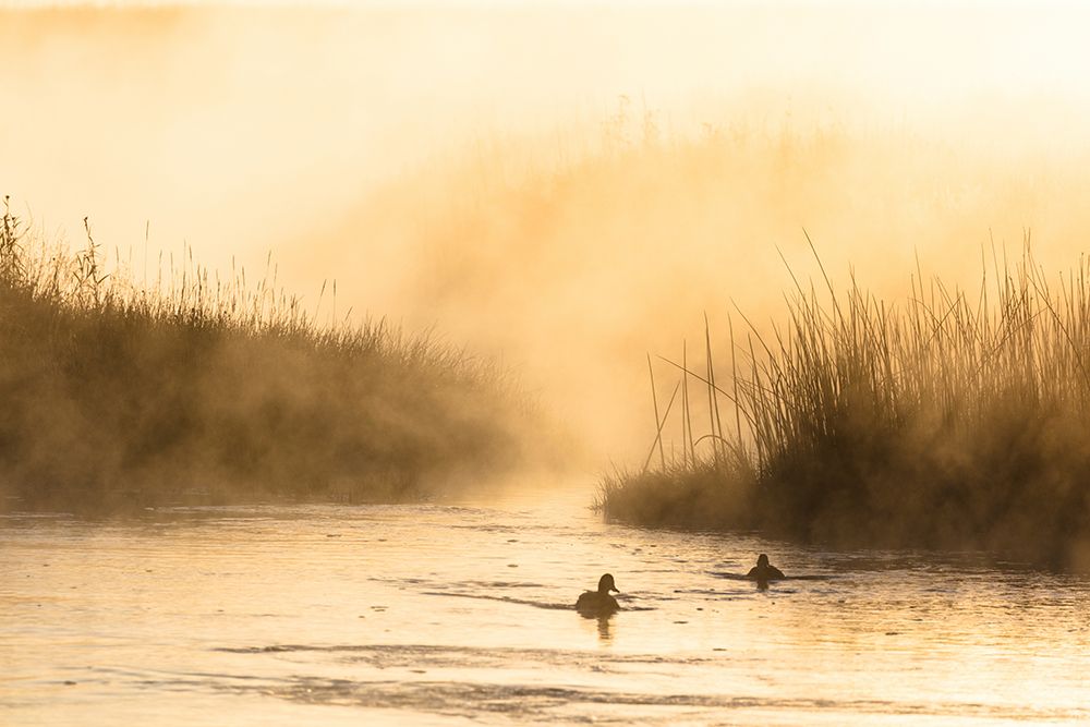 Morning Steam on the Madison River, Yellowstone National Park art print by The Yellowstone Collection for $57.95 CAD