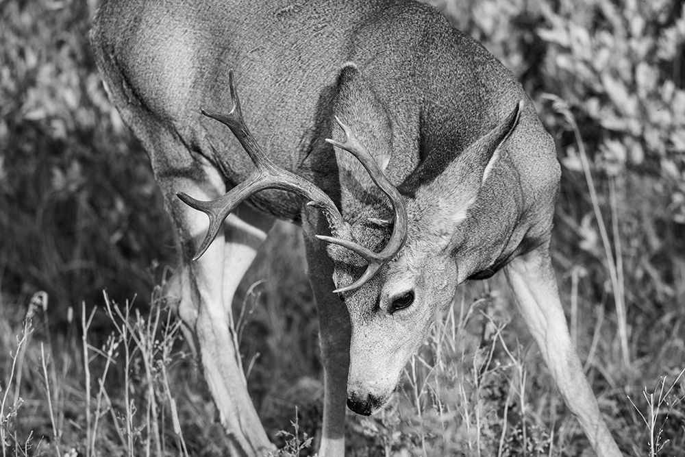 Mule Deer Buck, Swan Lake Flat, Yellowstone National Park art print by The Yellowstone Collection for $57.95 CAD