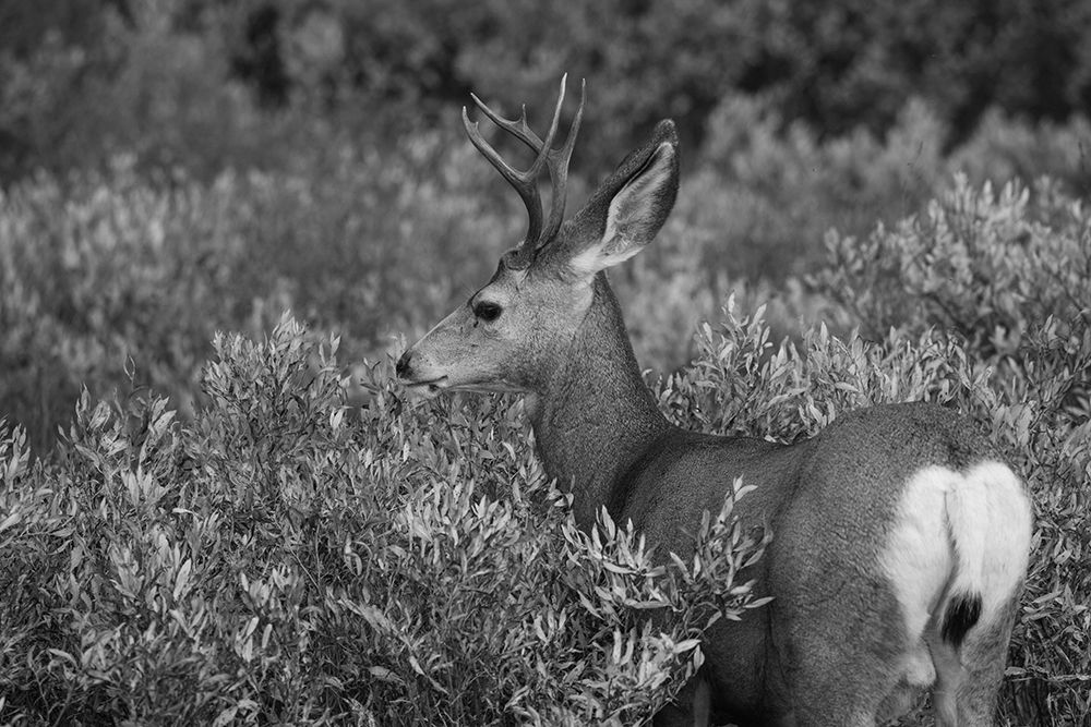 Mule Deer Buck, Swan Lake Flat, Yellowstone National Park art print by The Yellowstone Collection for $57.95 CAD