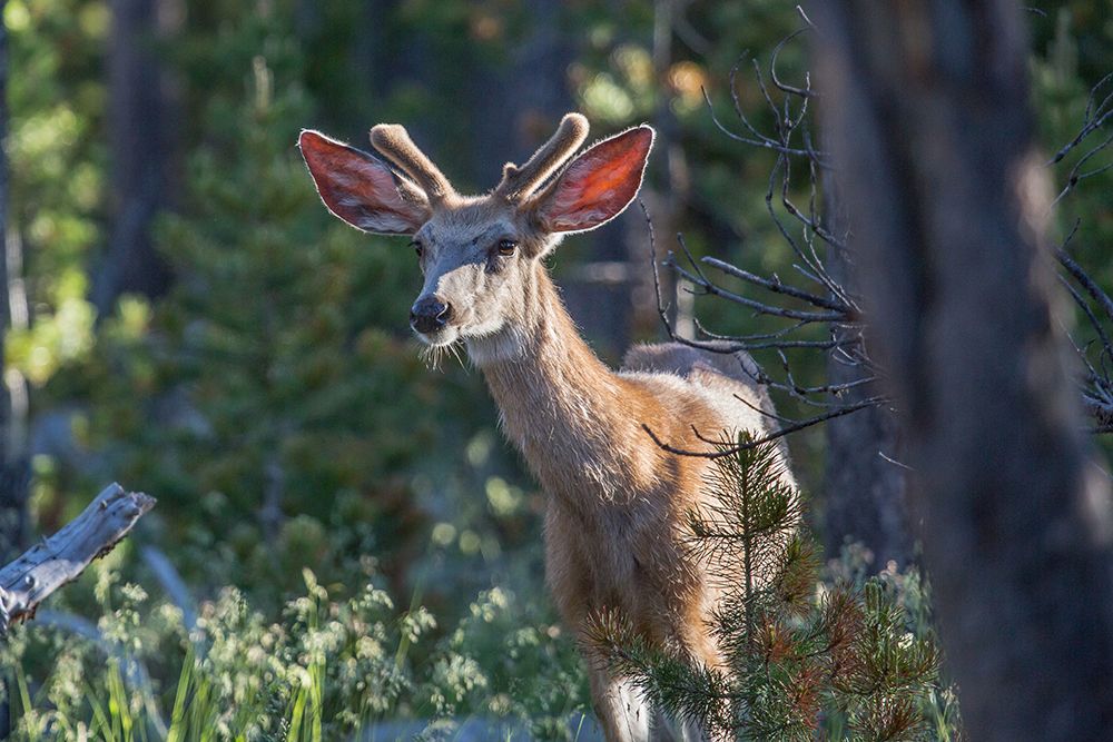 Mule Deer, Blacktail Deer Plateau, Yellowstone National Park art print by The Yellowstone Collection for $57.95 CAD