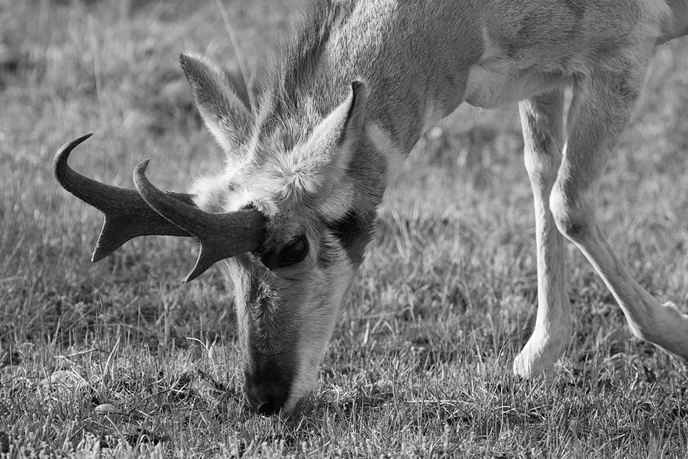 North American Pronghorn, Lamar Valley, Yellowstone National Park art print by The Yellowstone Collection for $57.95 CAD