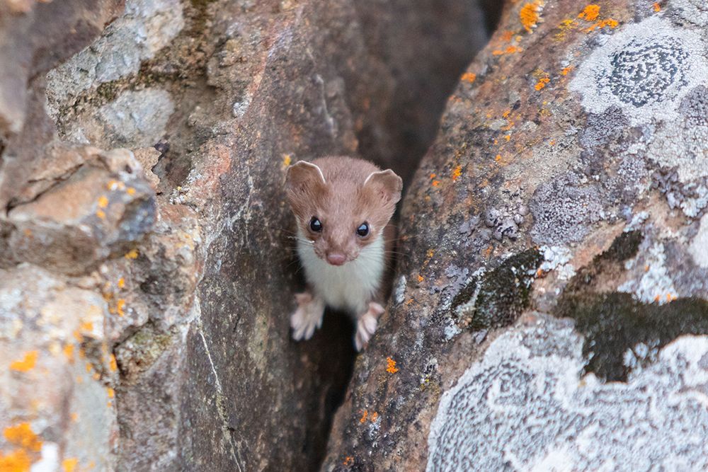 Short-tailed Weasel, Yellowstone National Park art print by Jacob W. Frank for $57.95 CAD