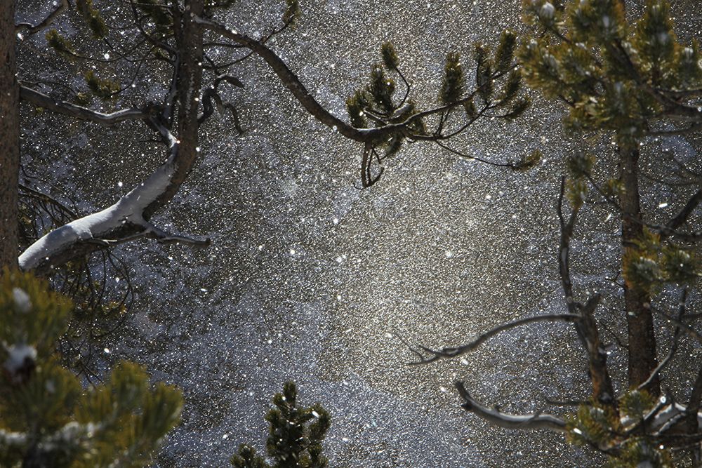 Snowfall at Canyon, Yellowstone National Park art print by The Yellowstone Collection for $57.95 CAD