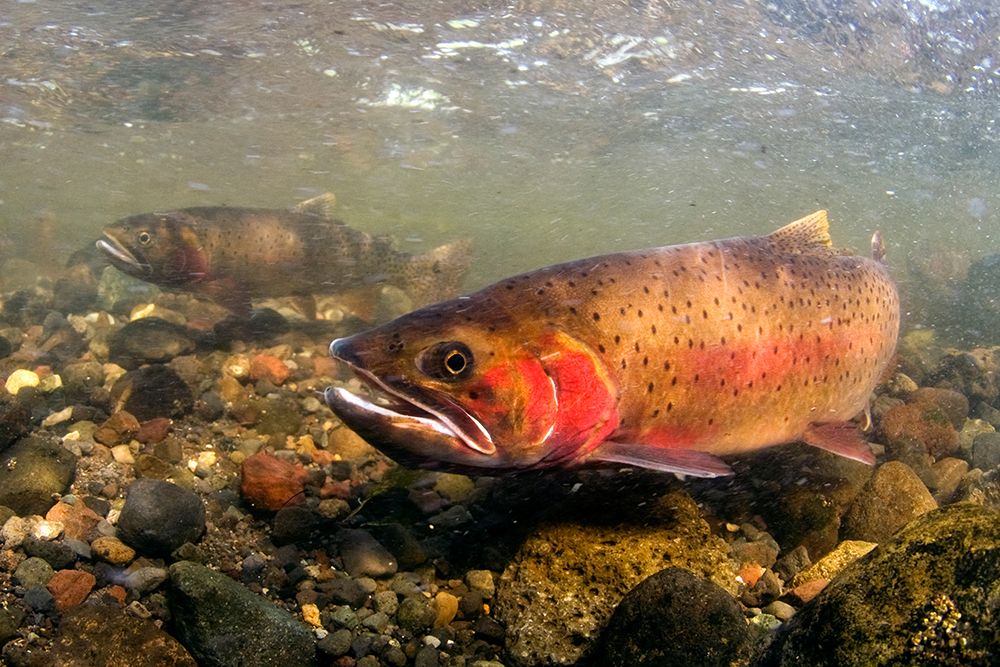 Spawning Cutthroat Trout, Lamar Valley, Yellowstone National Park art print by The Yellowstone Collection for $57.95 CAD