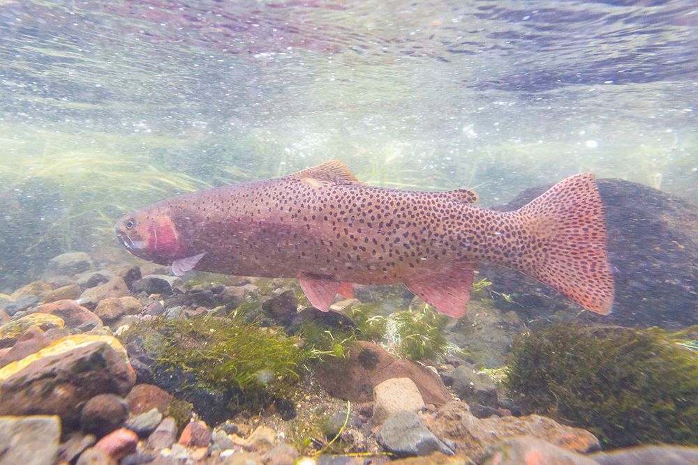 Spawning Yellowstone Cutthroat Trout, Yellowstone National Park art print by Jacob W. Frank for $57.95 CAD