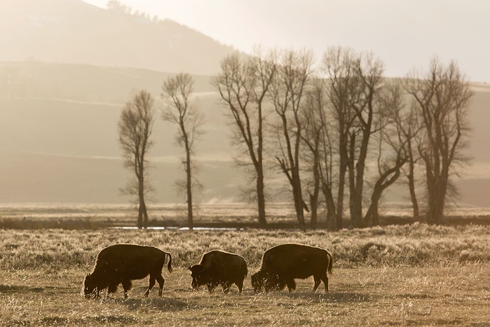 Sunrise and Bison, Lamar Valley, Yellowstone National Park art print by The Yellowstone Collection for $57.95 CAD
