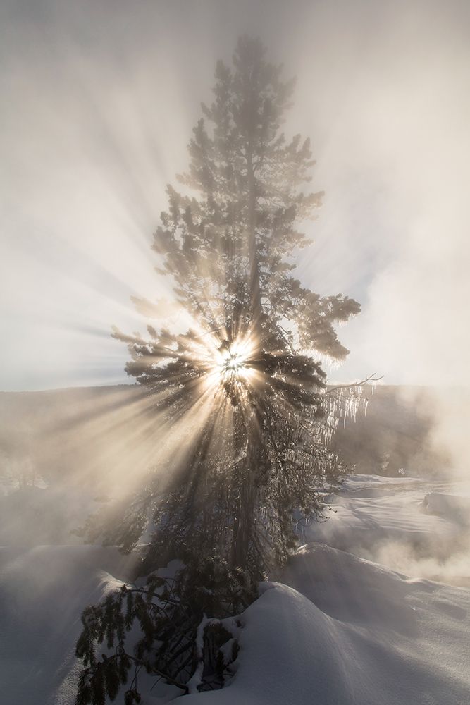 Sunshine near Artemisia Geyser, Yellowstone National Park art print by The Yellowstone Collection for $57.95 CAD