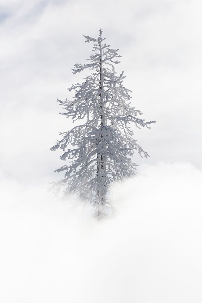 Tree Covered in Rime ice near Mud Volcano, Yellowstone National Park art print by The Yellowstone Collection for $57.95 CAD