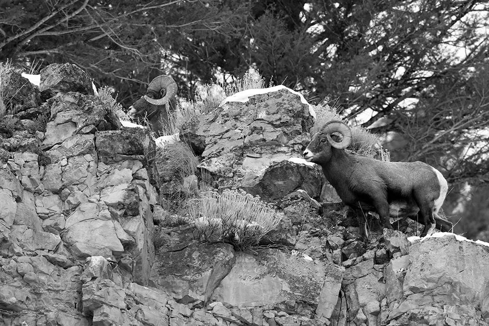 Two Bighorn Sheep Rams above Soda Butte Creek, Yellowstone National Park art print by Jim Peaco for $57.95 CAD
