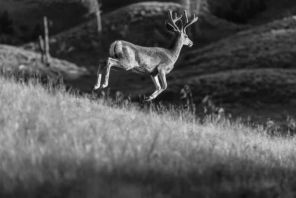 White-tailed Deer in Velvet, Yellowstone National Park art print by The Yellowstone Collection for $57.95 CAD