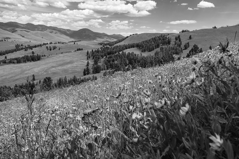 Wildflowers in Lamar Valley, Yellowstone National Park art print by The Yellowstone Collection for $57.95 CAD