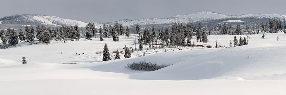 Winter Panorama, Blacktail Deer Plateau, Yellowstone National Park art print by The Yellowstone Collection for $57.95 CAD