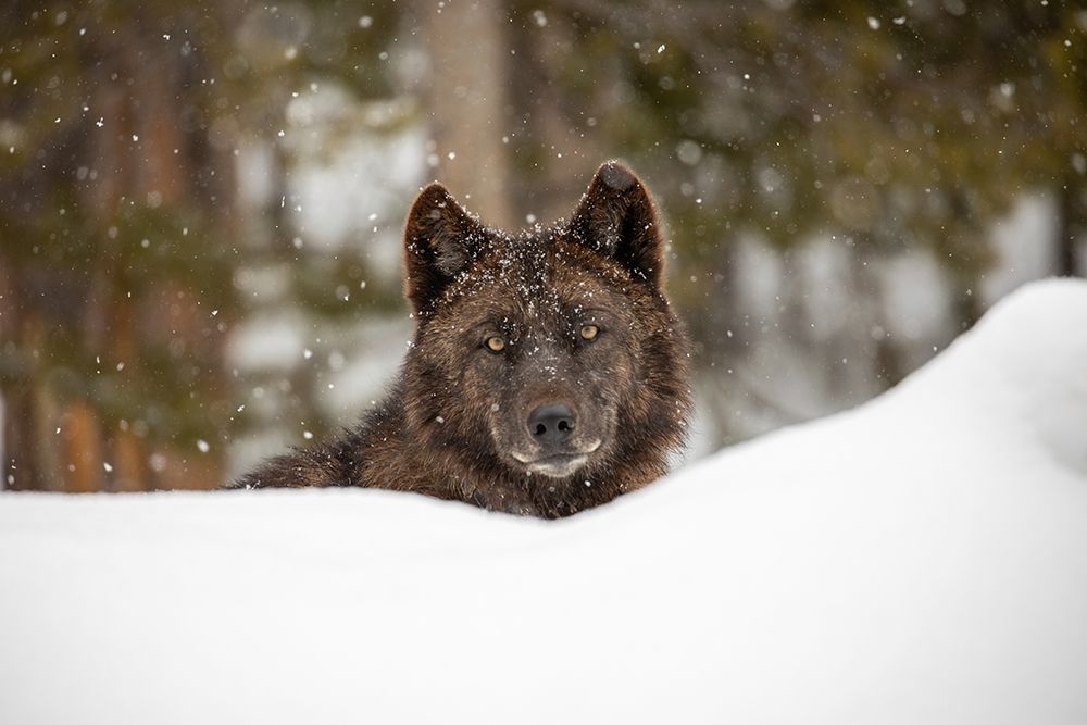 Wolf in Snow, Yellowstone National Park art print by The Yellowstone Collection for $57.95 CAD