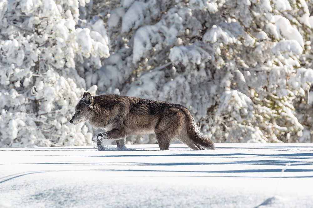 Wolf Moving through Fresh Snow, Yellowstone National Park art print by The Yellowstone Collection for $57.95 CAD