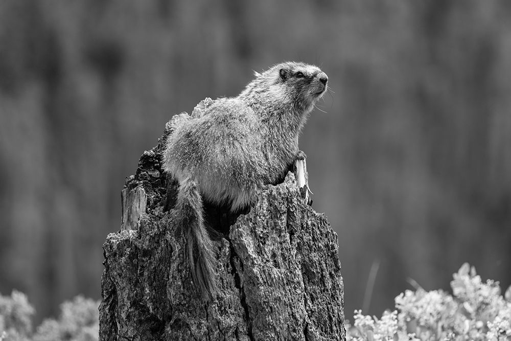 Yellow-bellied Marmot along the Osprey Falls Trail, Yellowstone National Park art print by The Yellowstone Collection for $57.95 CAD