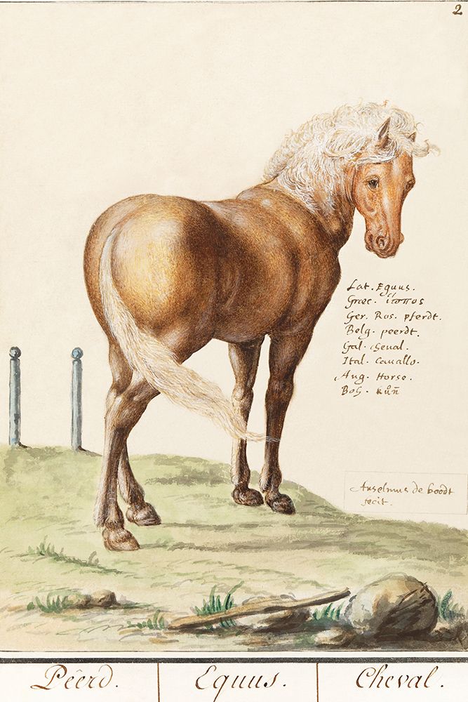 Horse-Equus Ferus Caballus 1596 art print by Anselmus Boetius de Boodt for $57.95 CAD