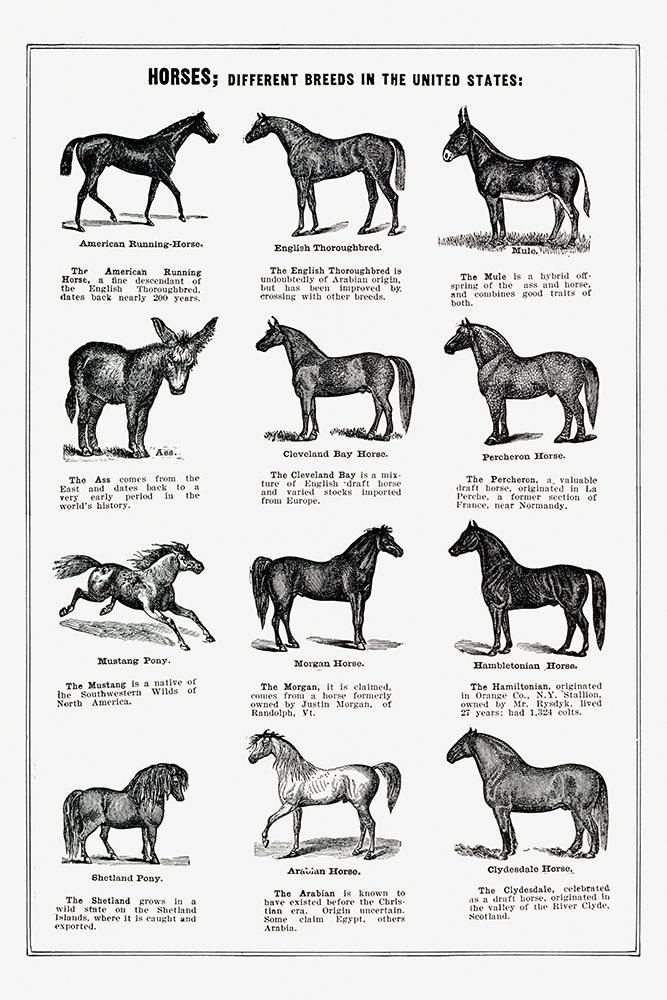Vintage Horse Drawings art print by Vintage Drawings for $57.95 CAD