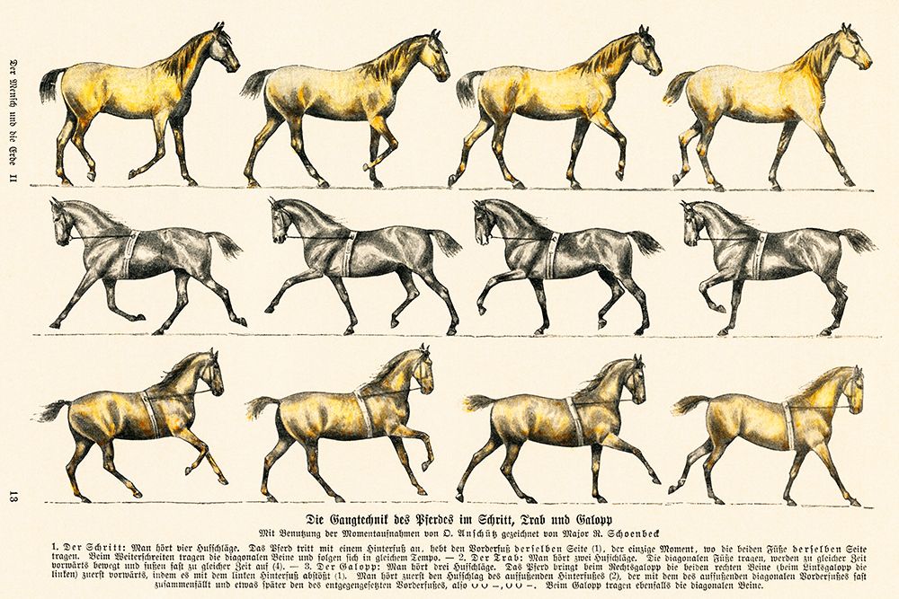 Walking Technique of the Horse art print by Vintage Drawings for $57.95 CAD