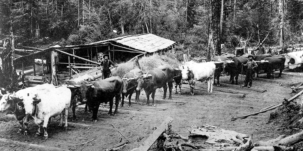 Logging with Ox Teams art print by Vintage Photography for $57.95 CAD