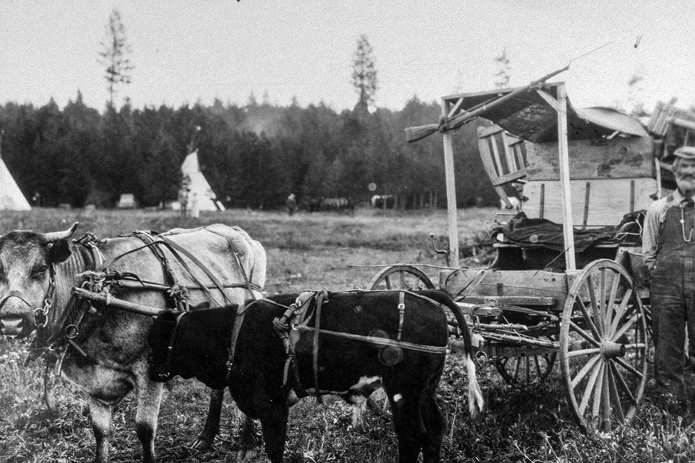 Oxen and Wagon-Old Oregon Trail art print by Vintage Photography for $57.95 CAD