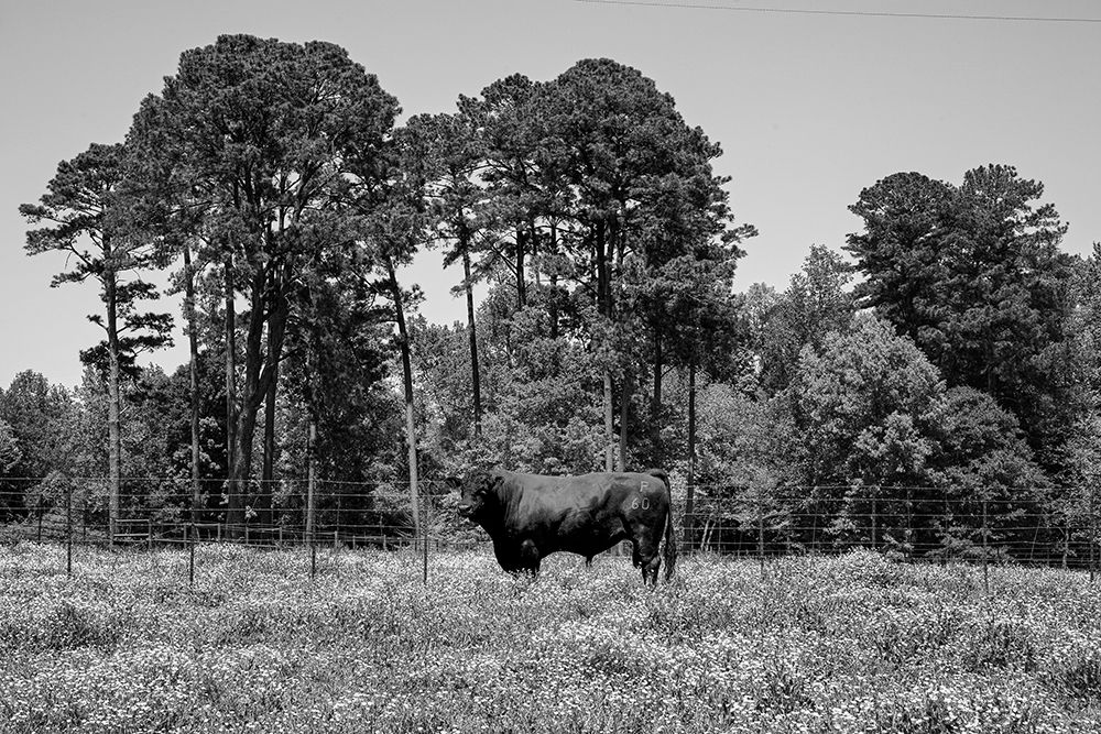 A Bull in Rural Alabama art print by Carol Highsmith for $57.95 CAD