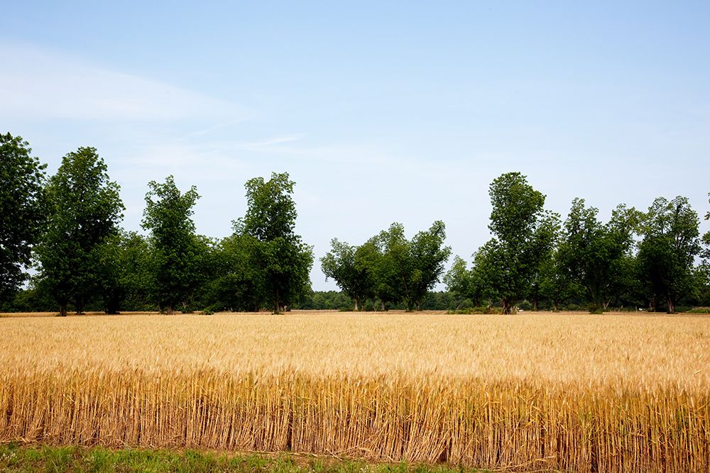 A Wheat Field in Atmore Alabama art print by Carol Highsmith for $57.95 CAD