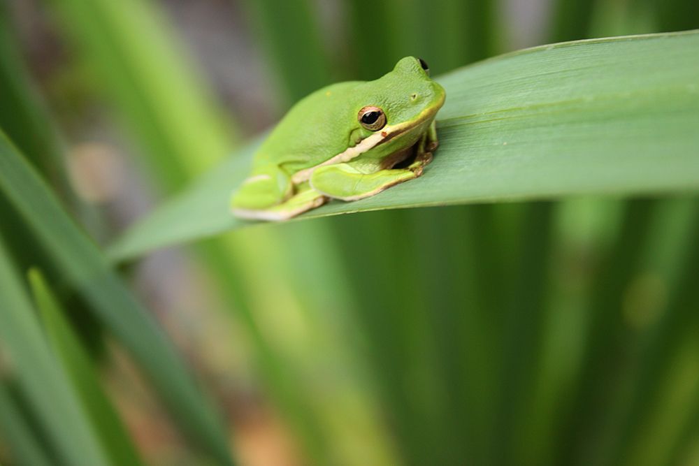Alabama Tree Frog art print by Alabama Picture Archive for $57.95 CAD