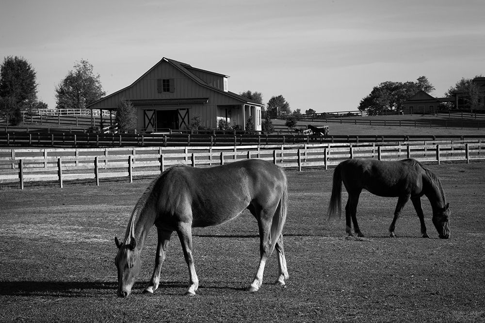 Horses at a Ranch in Rural Alabama art print by Carol Highsmith for $57.95 CAD