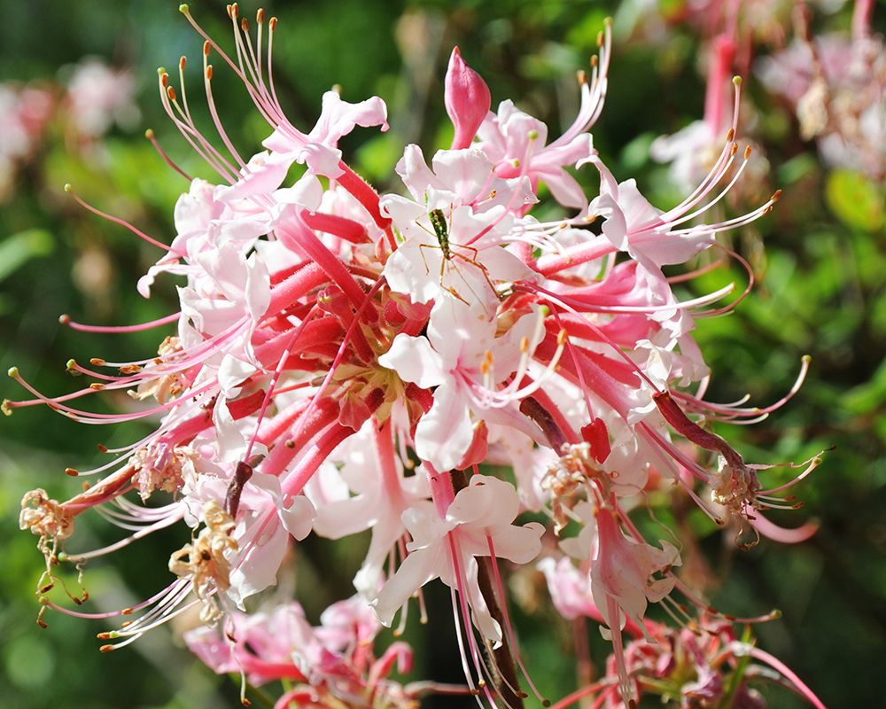 Native Pink Azalea Alabama art print by Alabama Picture Archive for $57.95 CAD