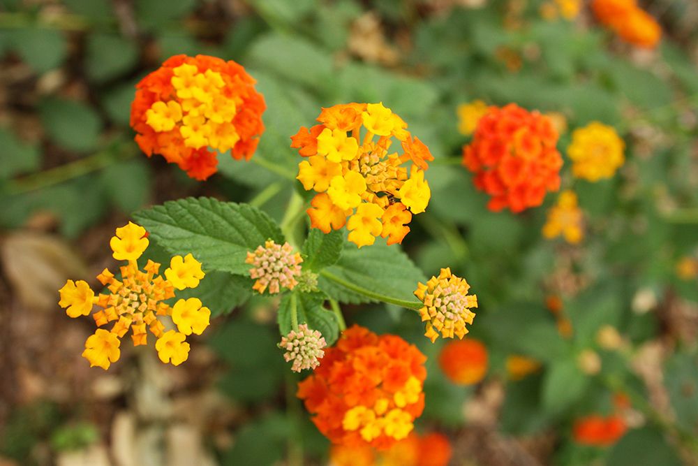 Orange and Yellow Verbena Alabama art print by Alabama Picture Archive for $57.95 CAD