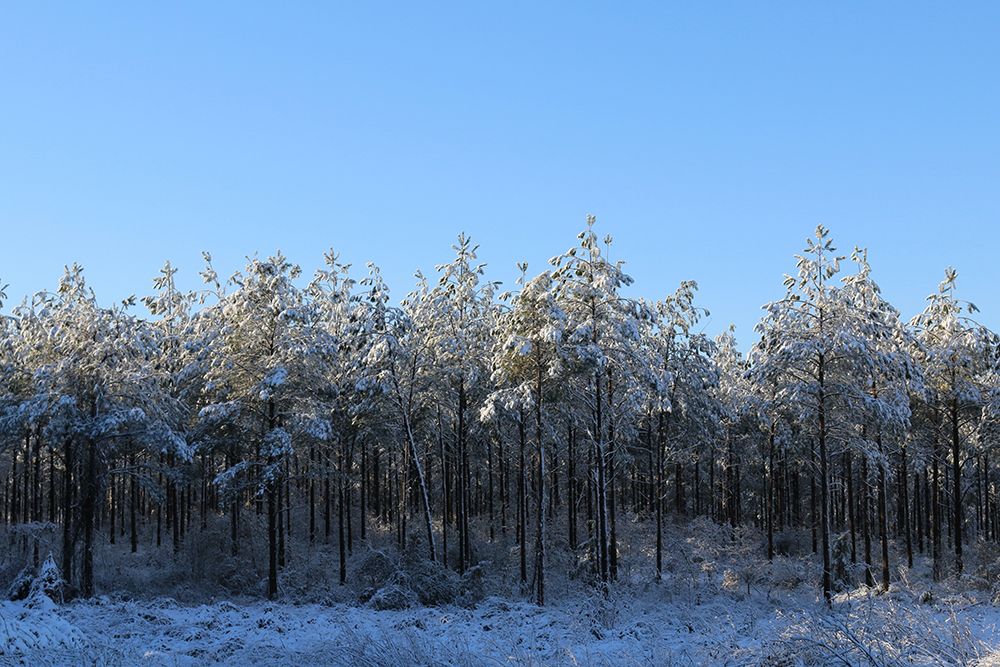Treeline in Snow with Blue Sky-Alabama art print by Alabama Picture Archive for $57.95 CAD