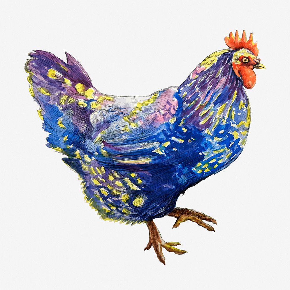 Blue Chicken art print by Chickens for $57.95 CAD