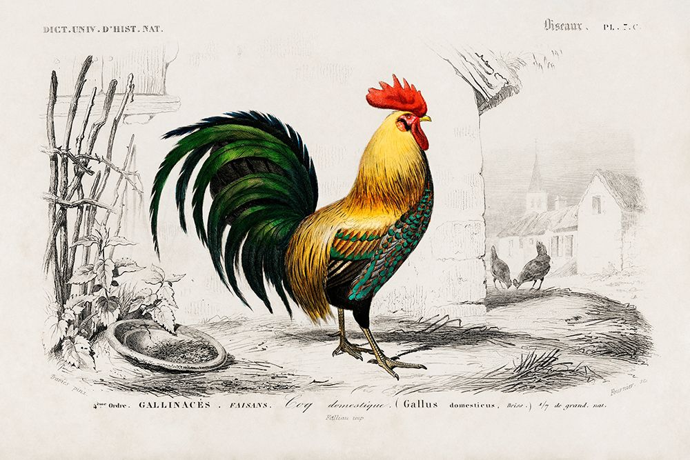 Cock Illustration art print by Dessalines D. Orbigny for $57.95 CAD