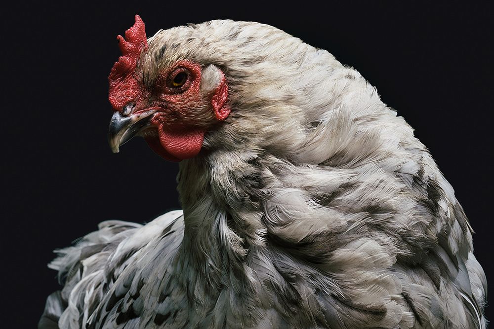 My Best Side art print by Chickens for $57.95 CAD