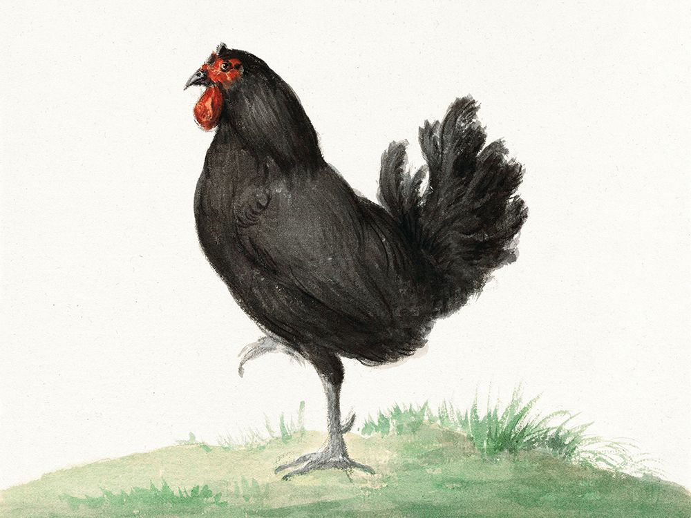 Standing Black Chicken art print by Jean Bernard for $57.95 CAD