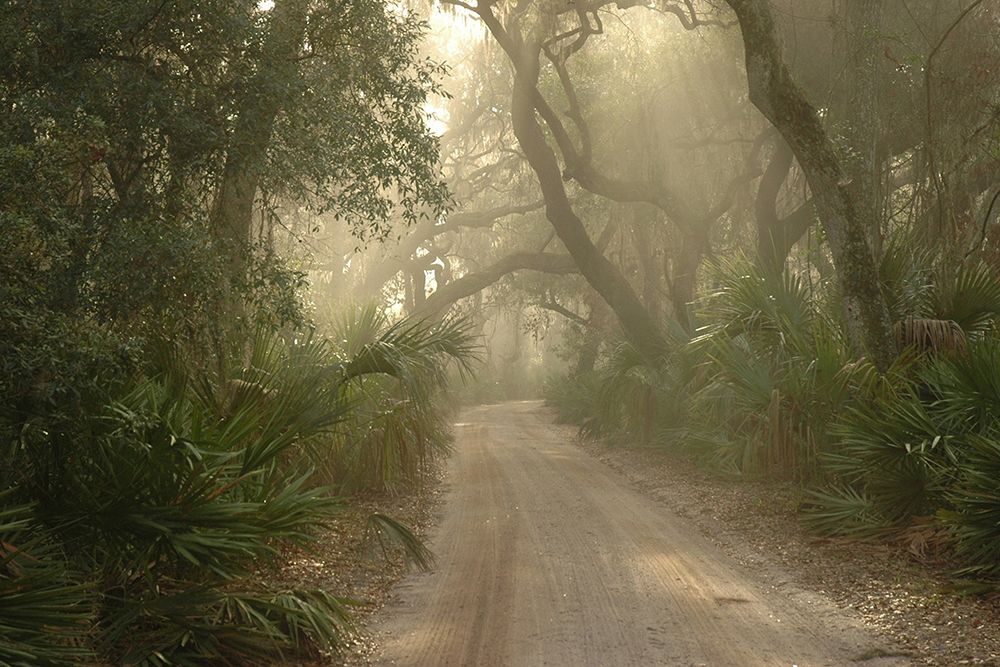 Cumberland Island-Georgia art print by Georgia Picture Archive for $57.95 CAD